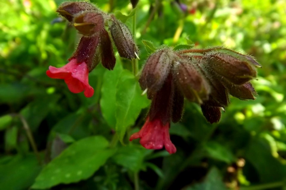 Pulmonaria sp. - fleurs