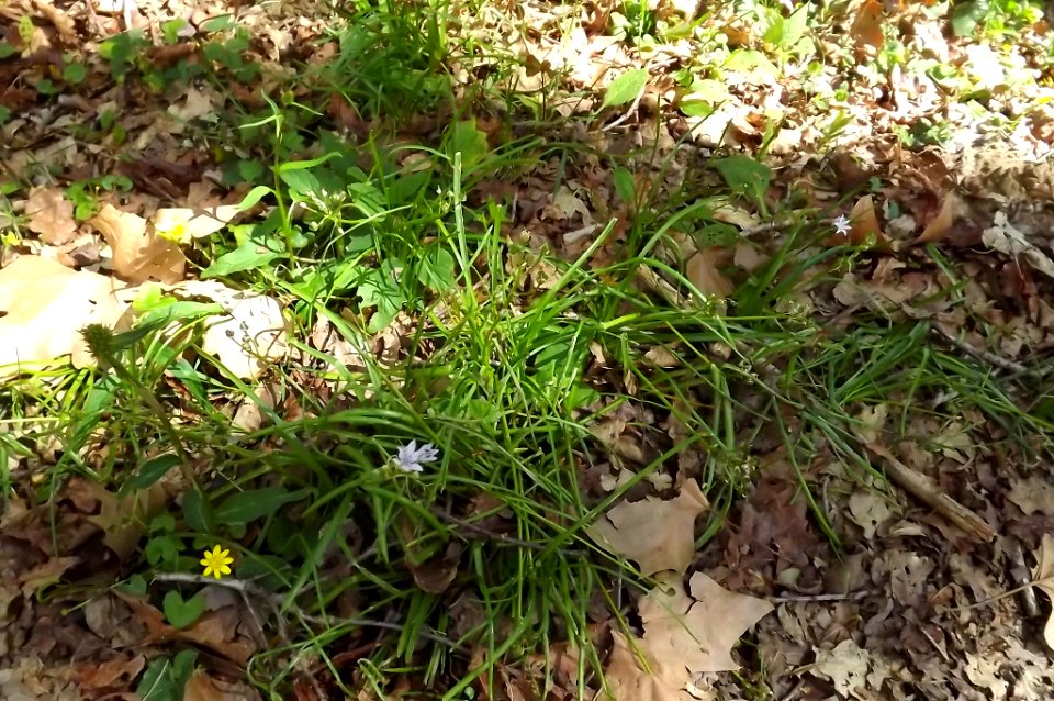 Tratema cf. umbellata