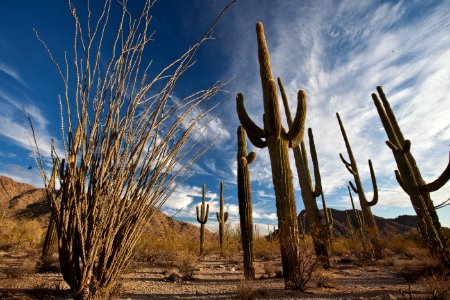 Sonoran Desert National Monument