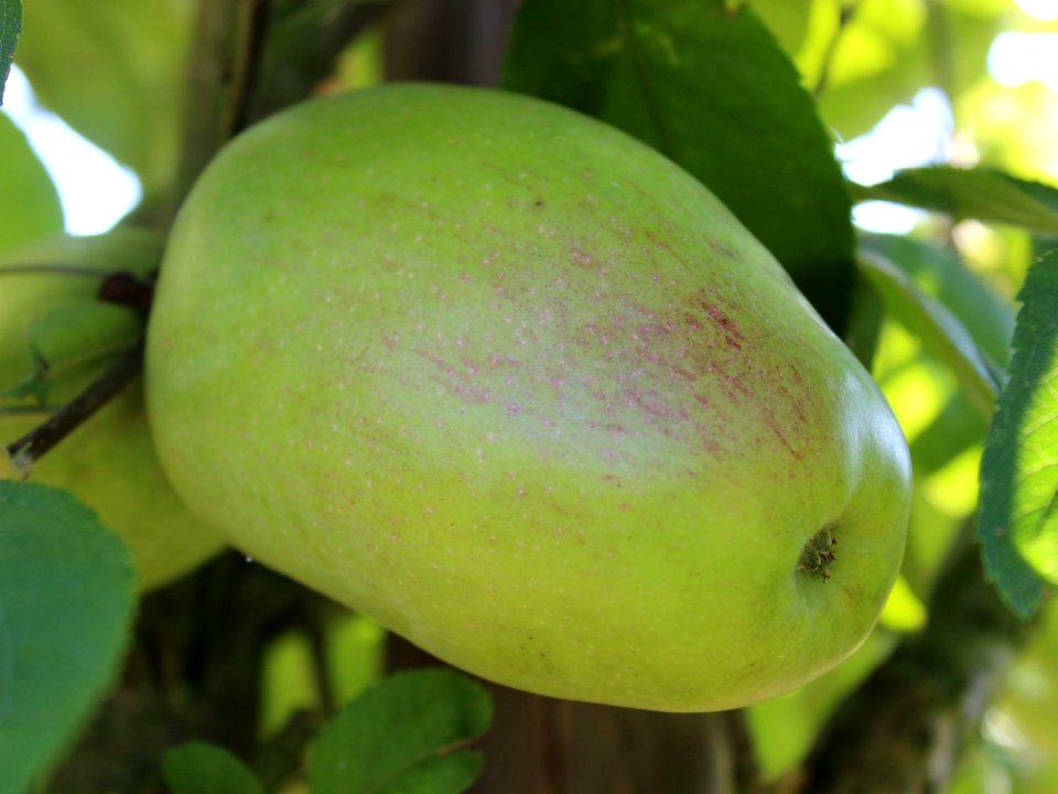 Echter Prinzenapfel oder  Hasenkopf