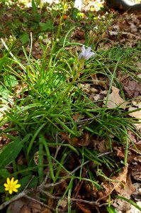 Tratema cf. umbellata