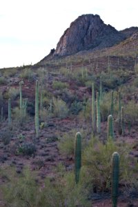 Ironwood Forest National Monument