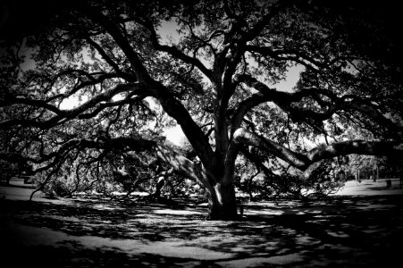 Century Tree, Texas A&M Campus photo