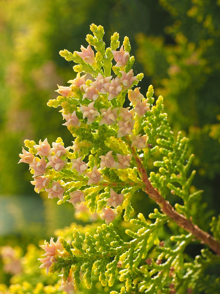 Hedge evergreen tree of life