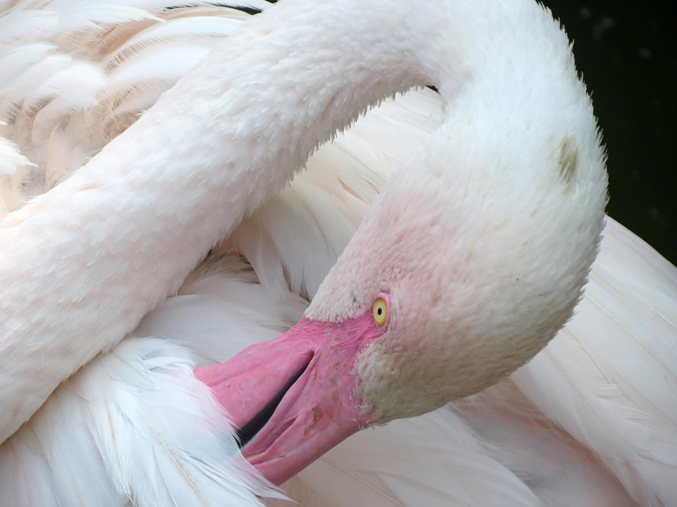 Beak exotic pink flamingo photo