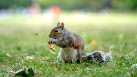 A squirrel in London