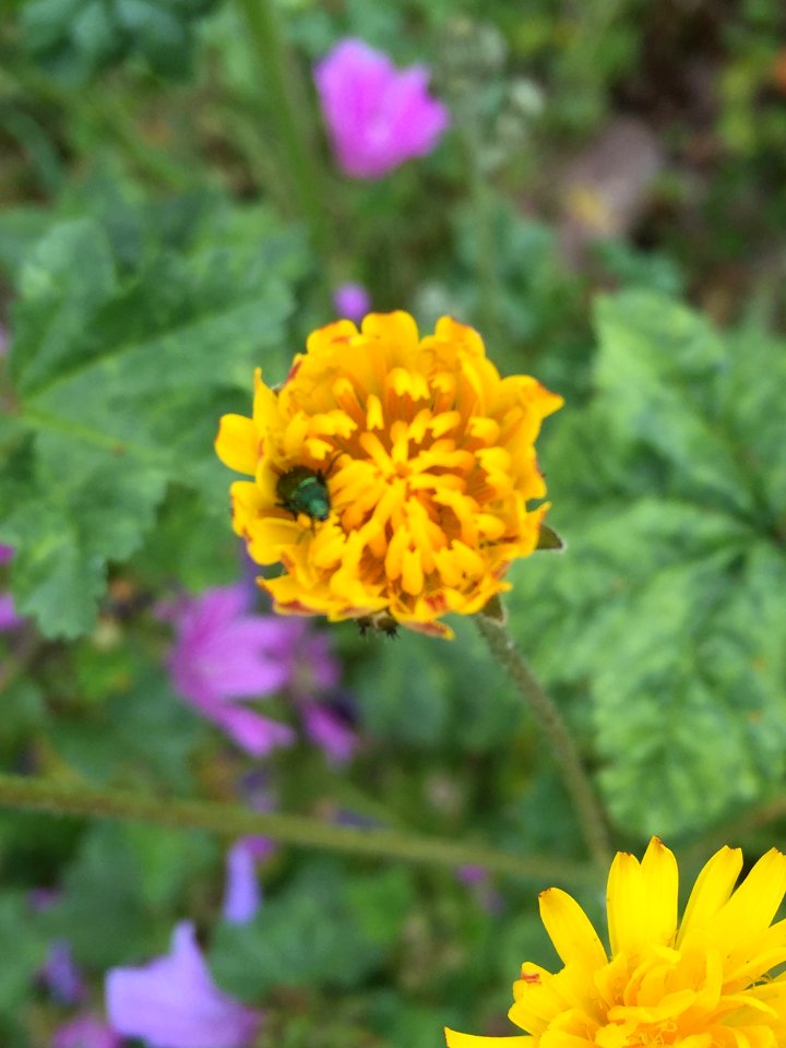 2016-04-29 Flor