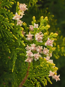 Hedge evergreen tree of life photo