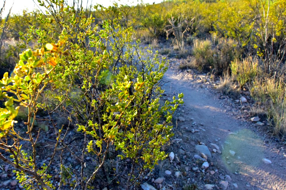 Arizona National Scenic Trail