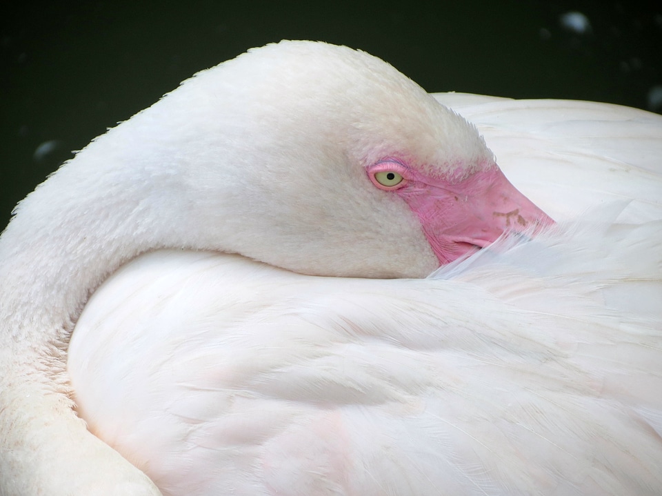 Pink pink flamingo feather