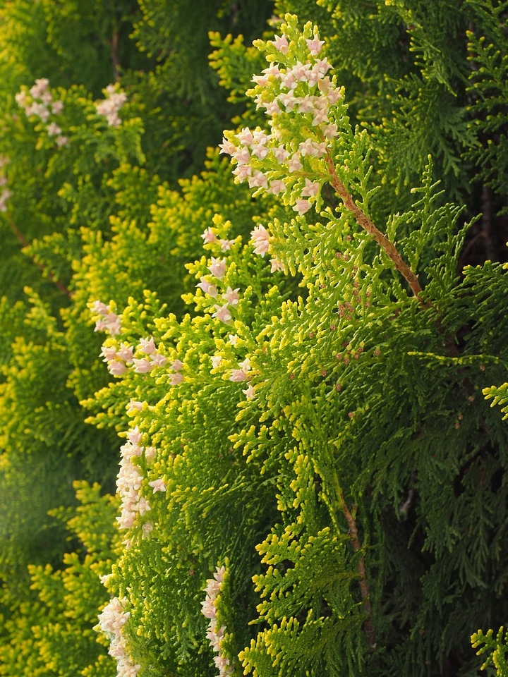 Hedge evergreen tree of life