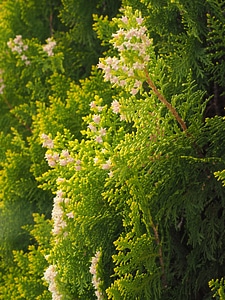 Hedge evergreen tree of life
