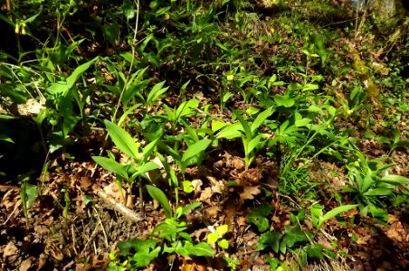 Convallaria majalis