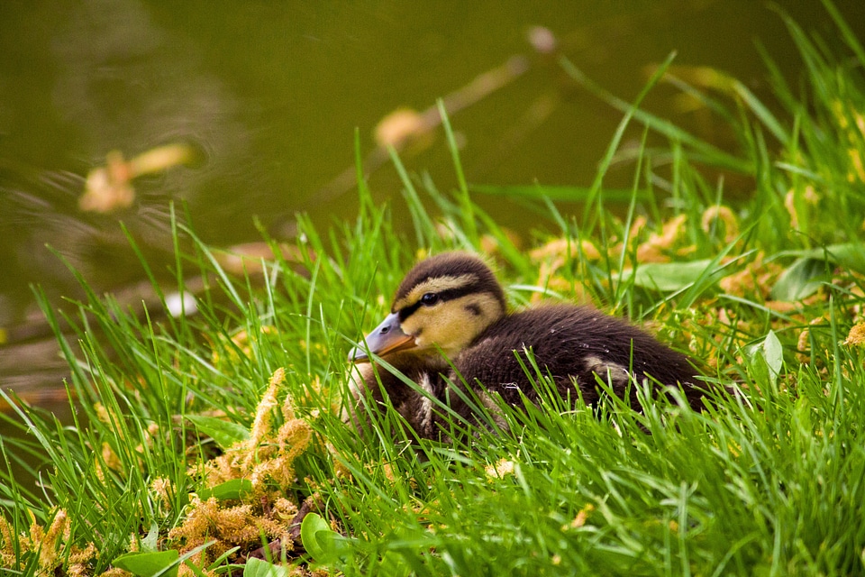 Teal water bird hunting mallard duck