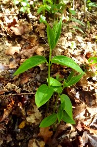Vincetoxicum hirundinaria - cotylédons