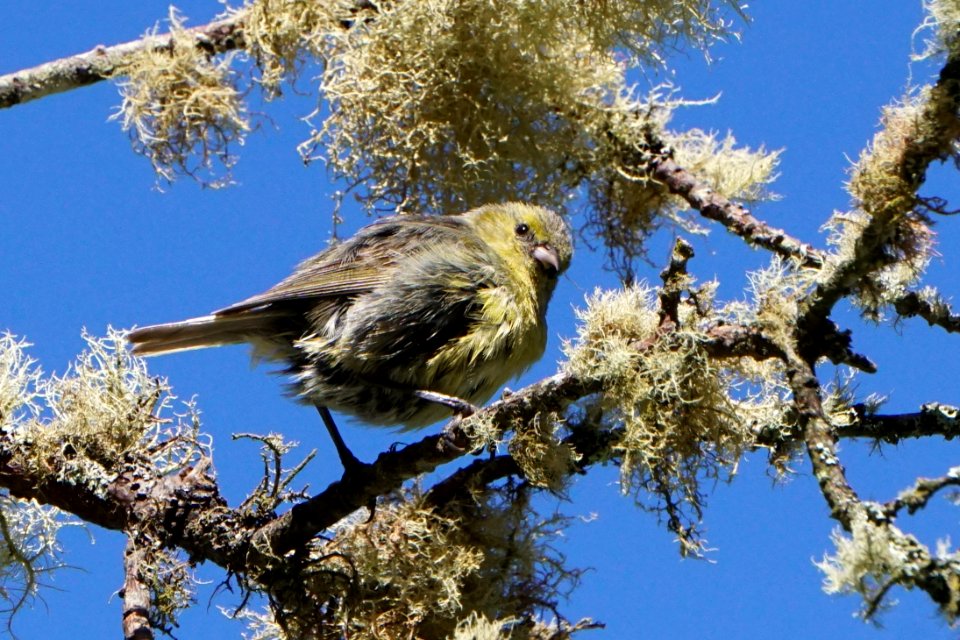 Hawaiʻi ʻAmakihi