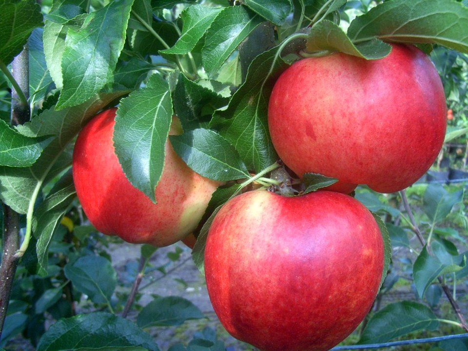 Gewürzluikenapfel