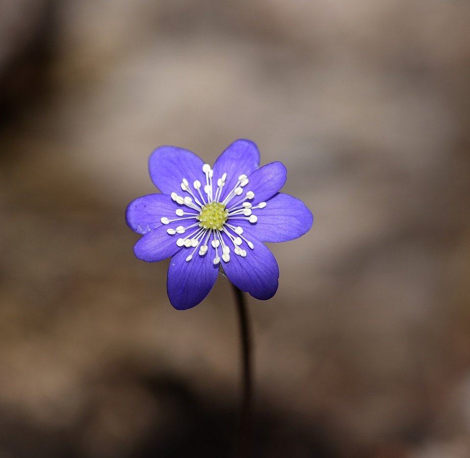 Bloom blue spring flower photo