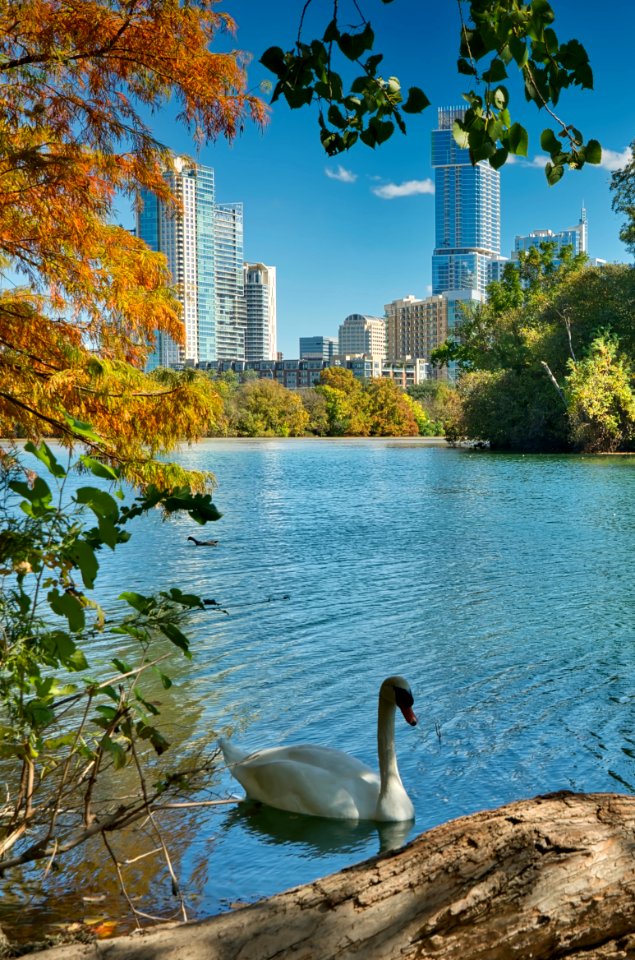 Barton Creek Swan, Austin TX