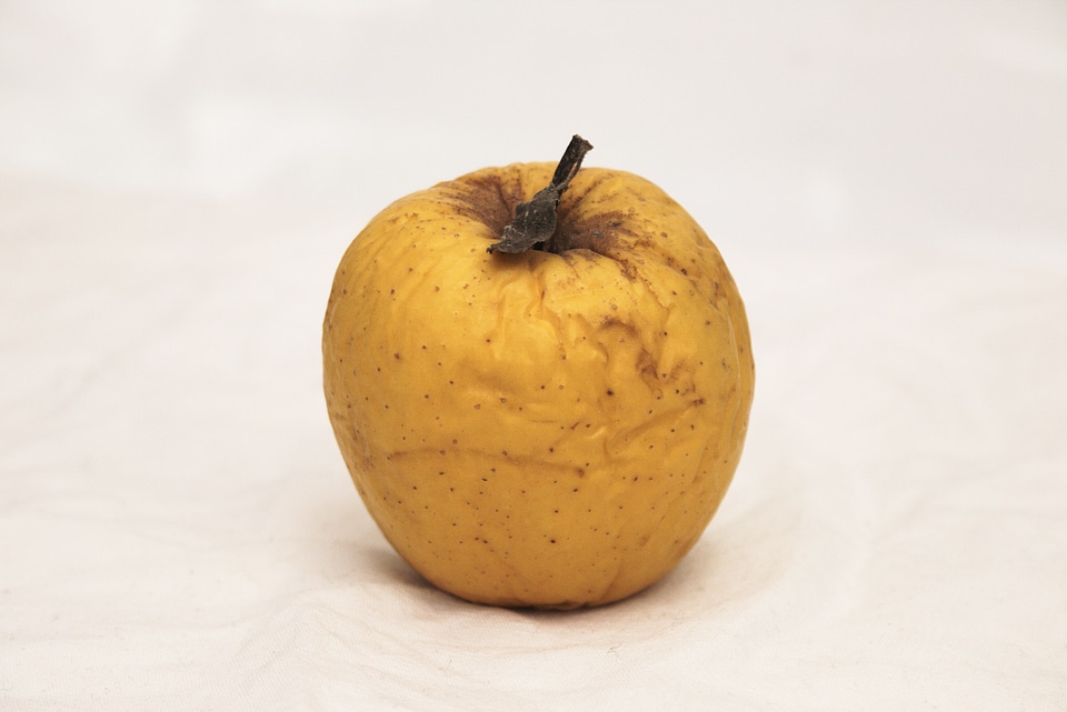 Withered damaged fruit