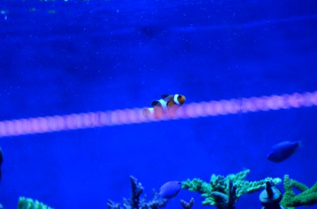 Clownfish photo