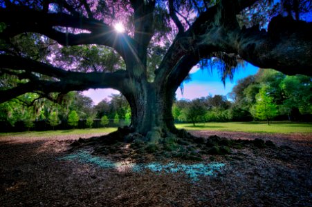 Audubon Park Oak Tree, NOLA photo