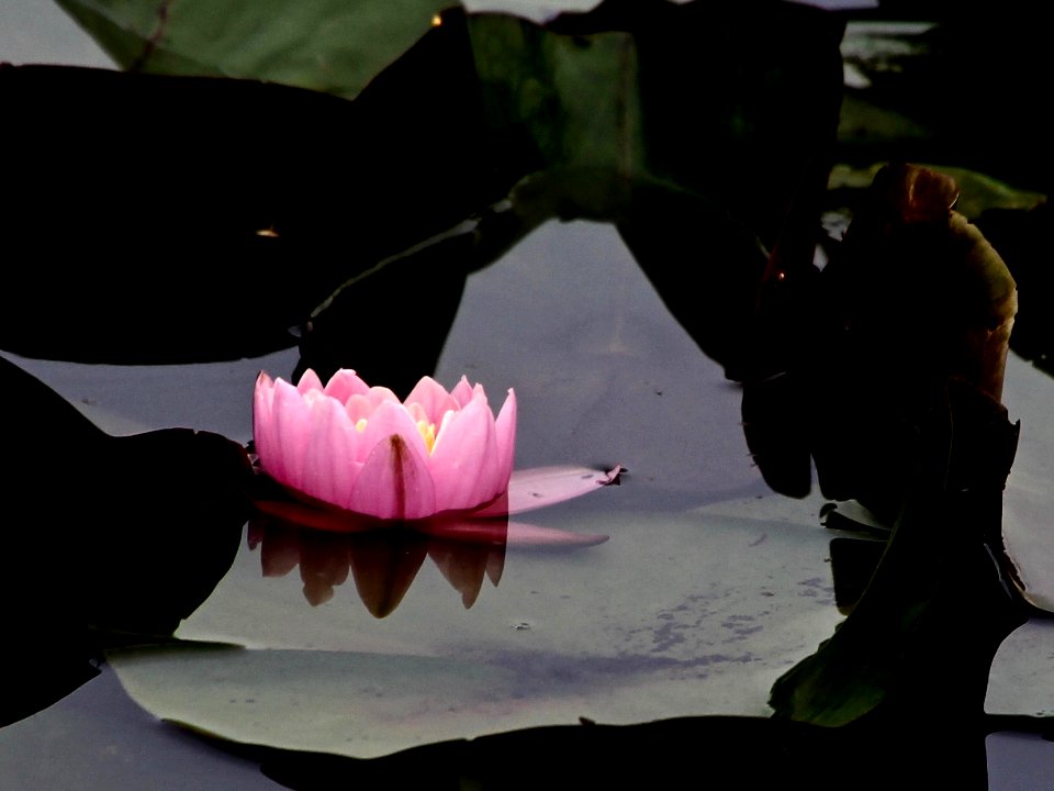 Kenilworth Aquatic Gardens