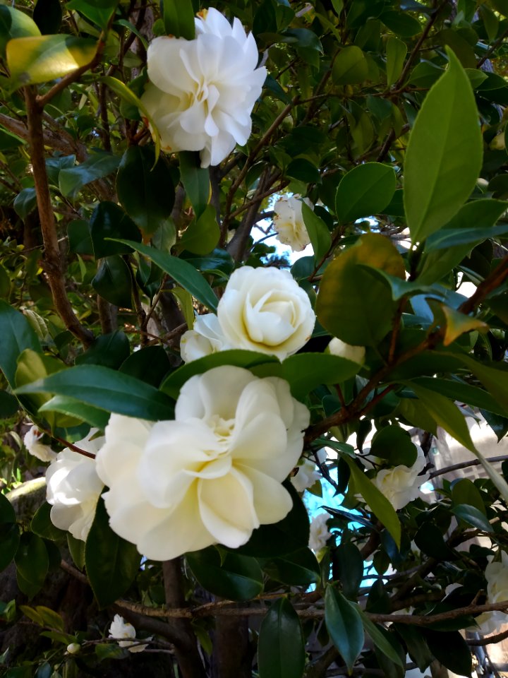 white camellia