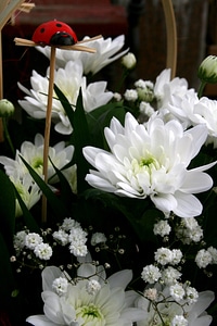 Flower white spring photo