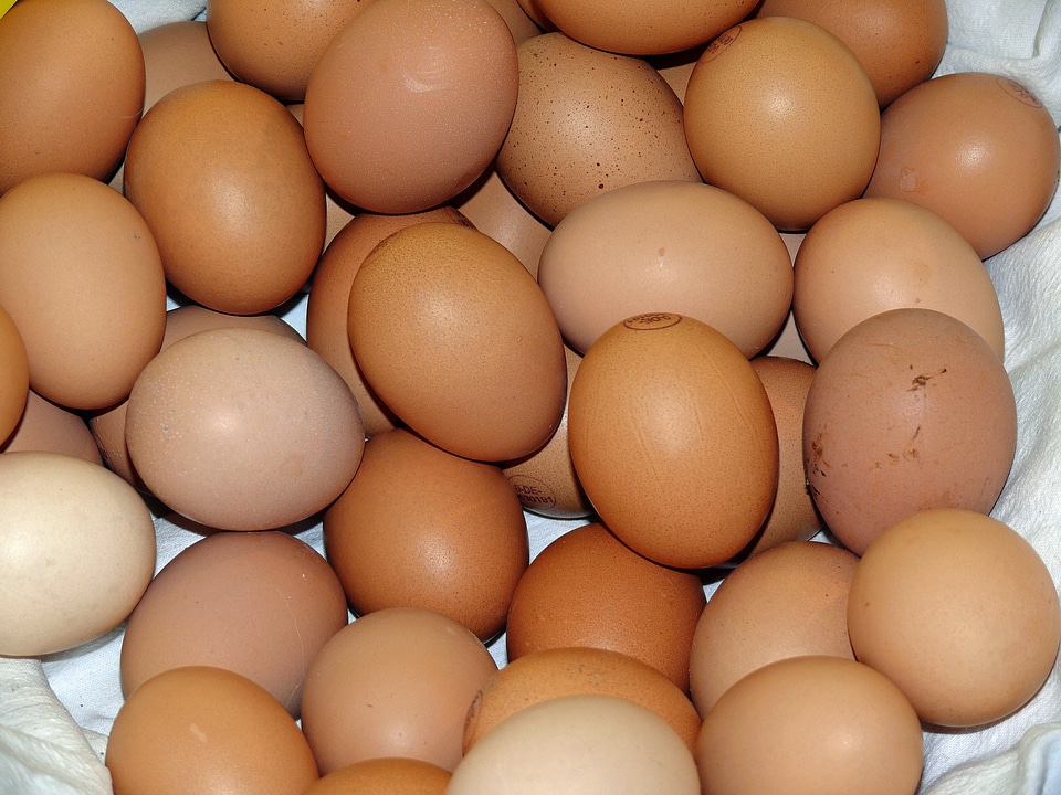 Chicken eggs food easter eggs
