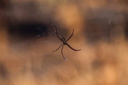 Spider's web photo