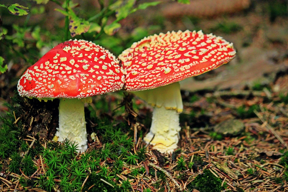 Nature forest toxic