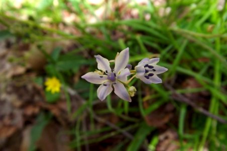 Tratema cf. umbellata