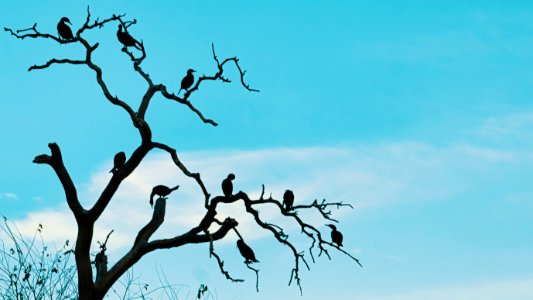 Tree Birds, Hermann Park photo