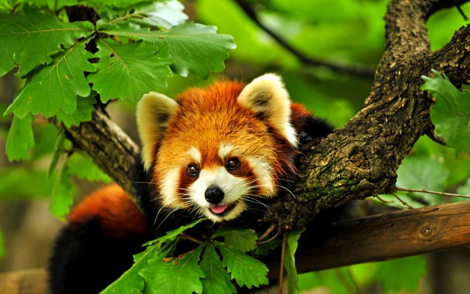 Baby Red Panda - wannabe brazilian