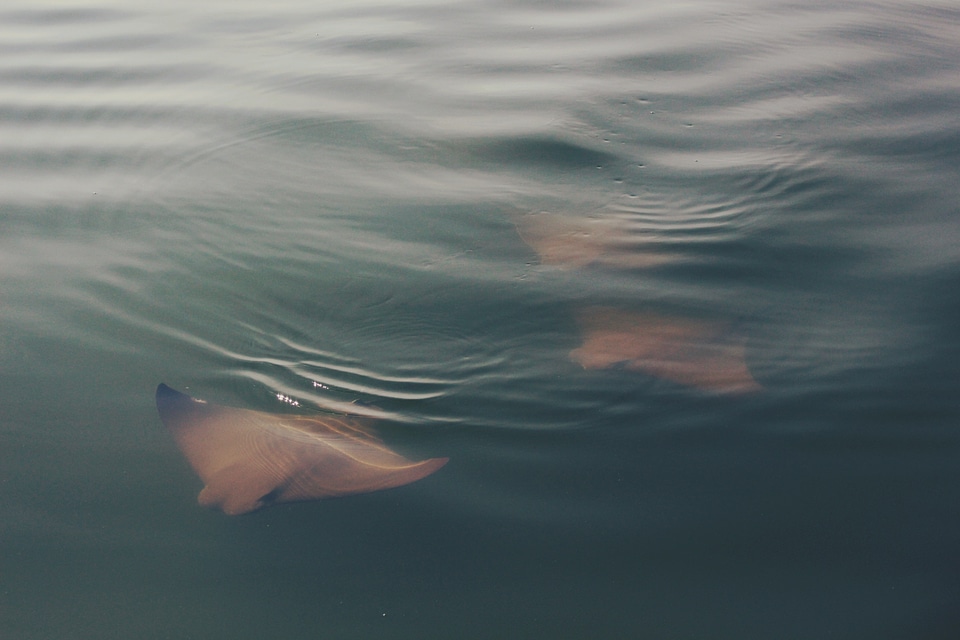 Ocean underwater surface