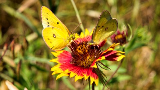 Firewheel Wildflower and Butterfly