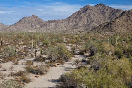 Sonoran Desert National Monument photo