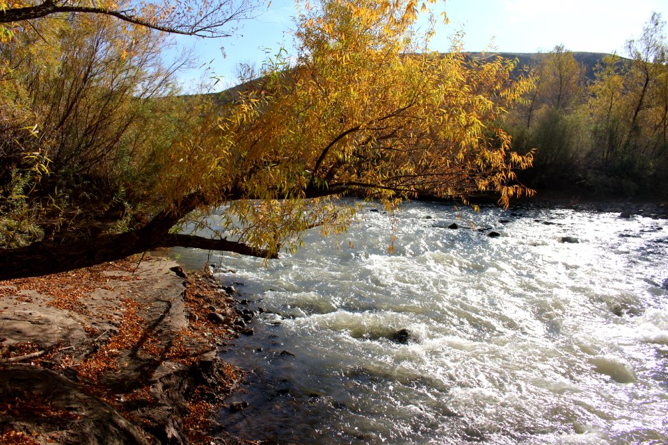 Fall Colors in Gila Box Riparian National Conservation Area
