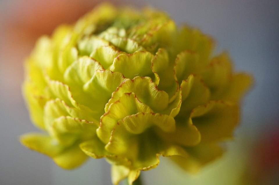 Ranunculus new breeding greenish