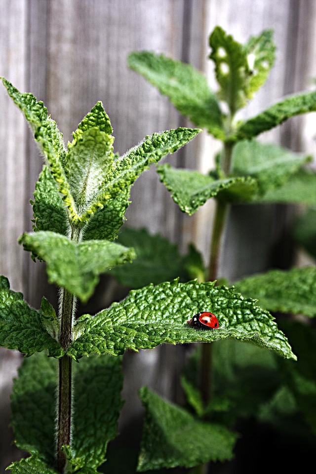 Moroccan mint tee insect