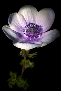 Blossomed white stamen photo