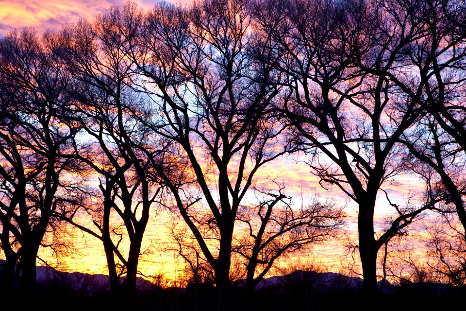 San Pedro Riparian National Conservation Area