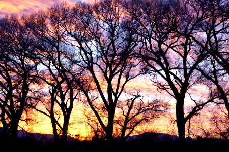 San Pedro Riparian National Conservation Area