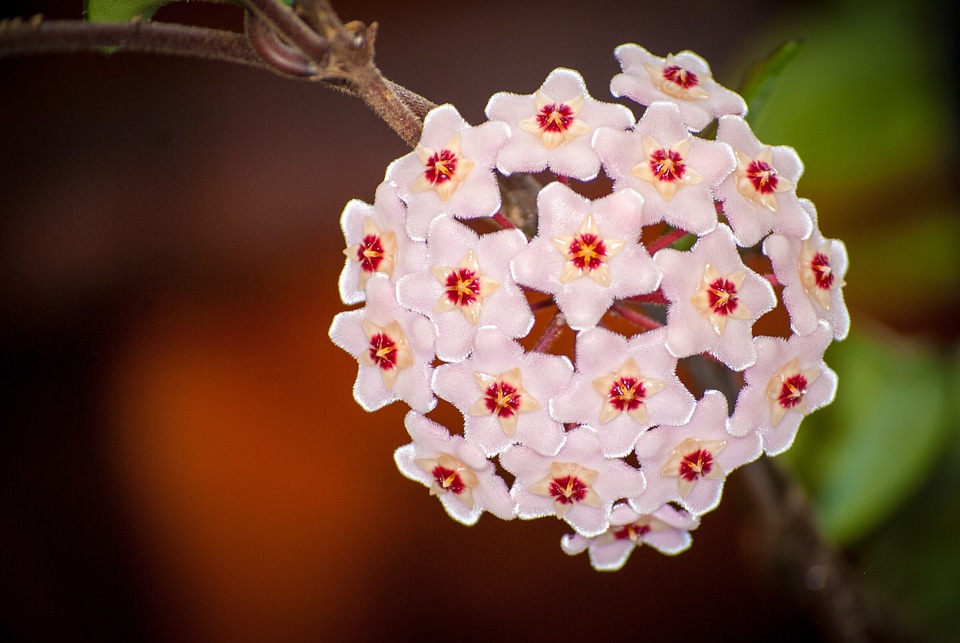 Flower nature delicacy