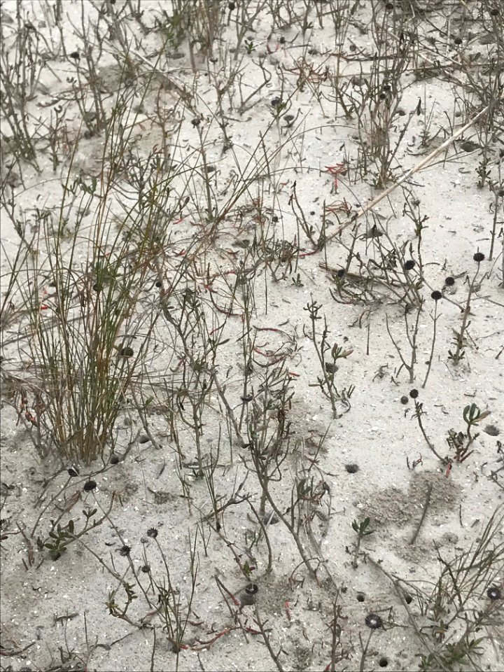 Fiddler crab in the marsh