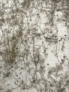 Fiddler crab in the marsh