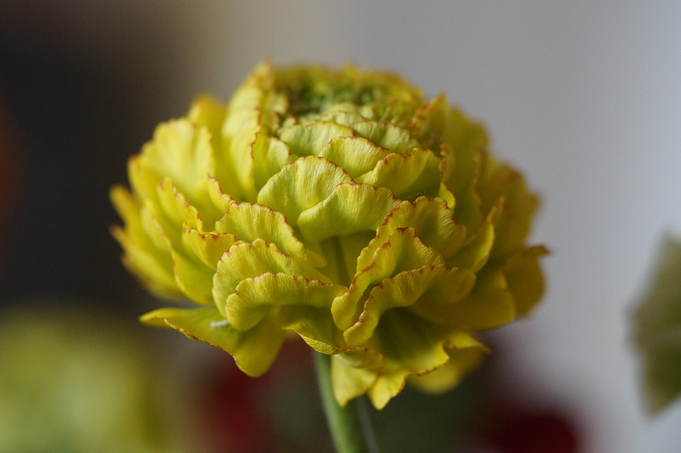 Ranunculus new breeding greenish