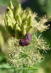 Coupling reproduction couple