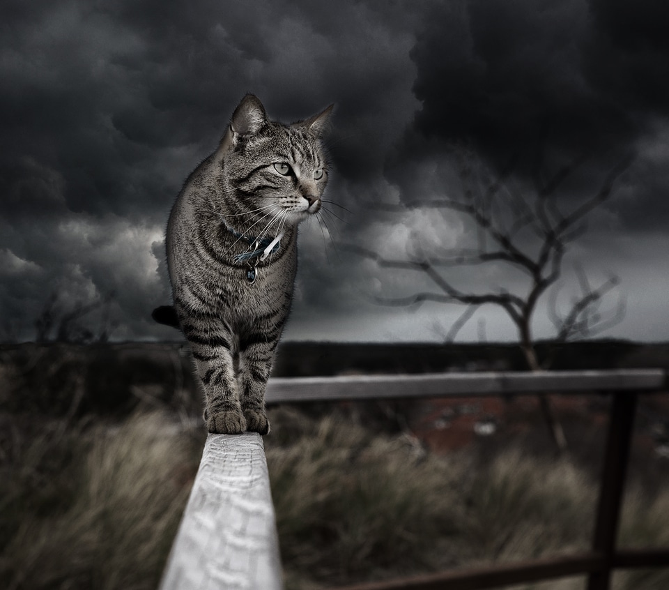 Handling feline storm